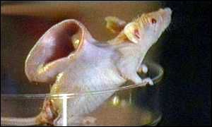_1949073_mouse_ear300 _1949073_mouse_ear300